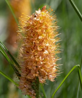 Orange foxtail lily