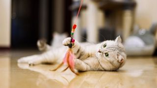 Cat playing with the best indoor cat toy