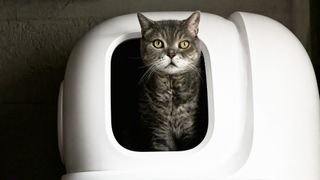 cat sat in a cat litter box