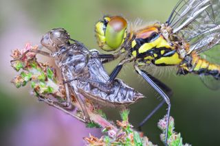 A darter dragonfly, resting after emerging from its old skin