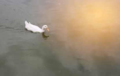 A duck swimming. 