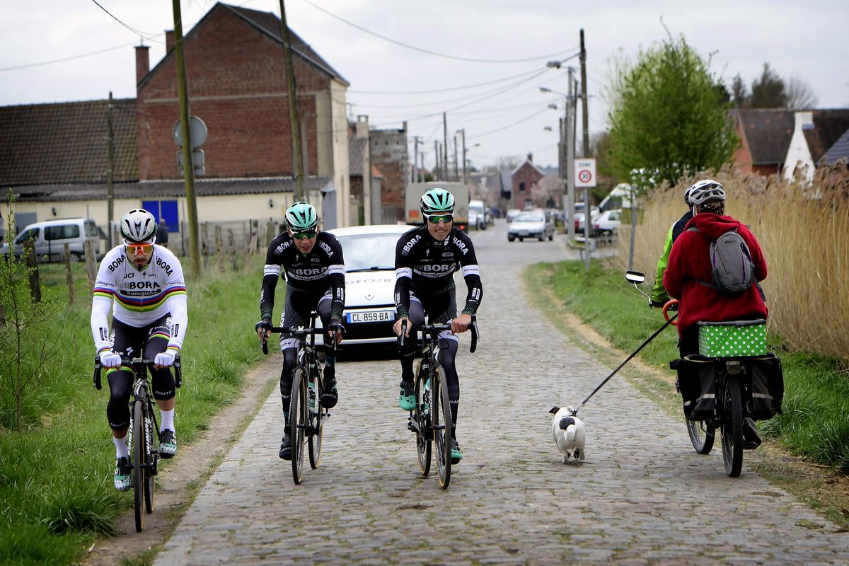Peter Sagan and his teammates pass a dog walker along the pav&eacute;