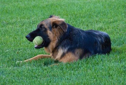 Large Dog On Green Lawn With Ball In Mouth