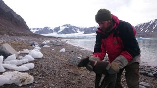 A researcher fits a satellite tracking collar onto a female arctic fox in Spitsbergen, Svalbard.