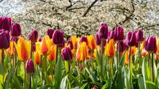 colorful tulips in garden