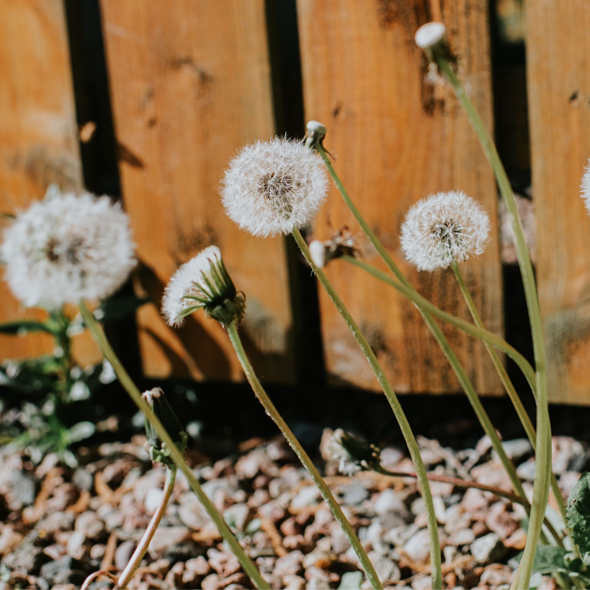 Dandelion weeds coming through a gravel driveway near a wooden fence
