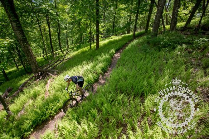 A rider enjoys pristine singletrack winding through a beautiful forest grove of ferns while racing the NoTubes Trans-Sylvania Epic