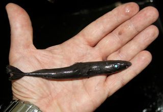 The smalleye pygmy shark is one of the world's tiniest sharks, reaching no longer than 8.7 inches (22 centimeters).