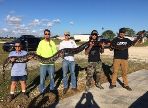 Just How Rare Is That Giant Python Captured in the Everglades? | Live ...