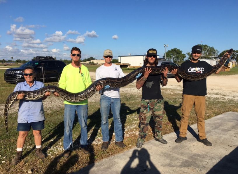 Python hunter Jason Leon (far right) caught a more than 17-foot-long python near Big Cypress National Preserve in South Florida.