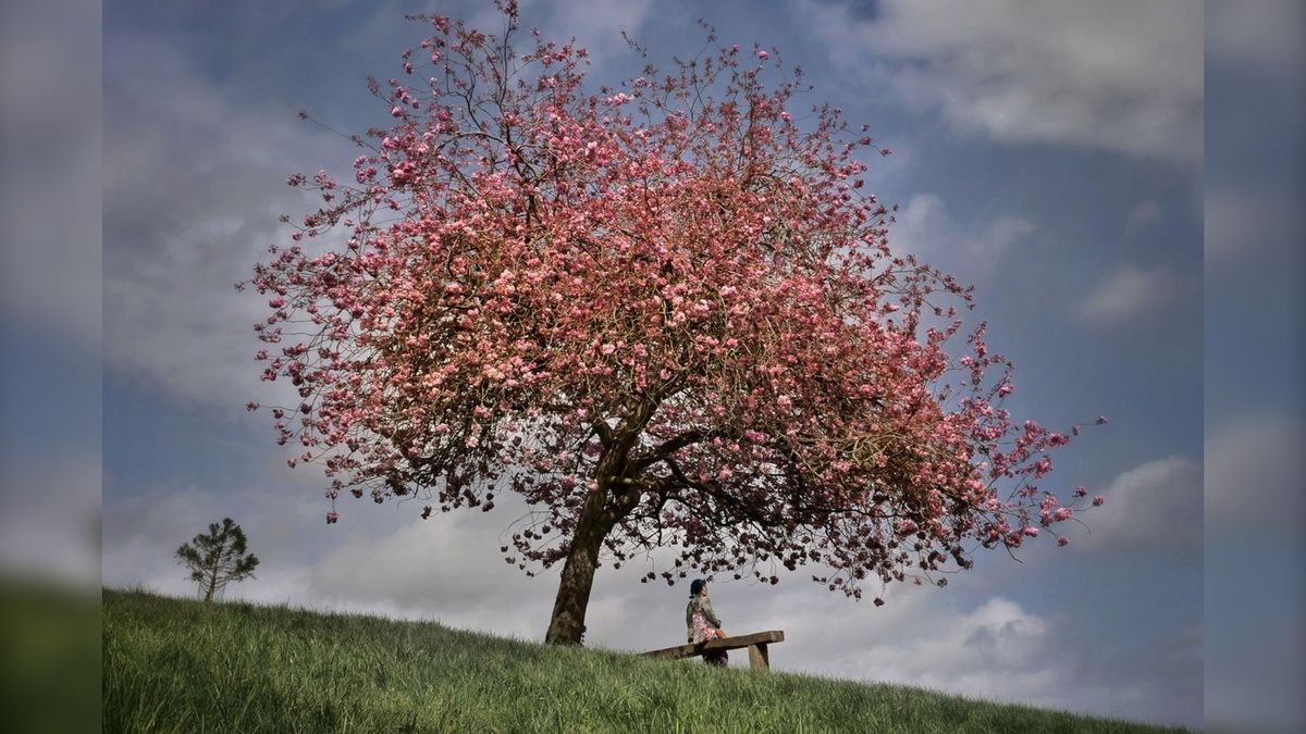 A person sat on a bench beneath a blossoming tree