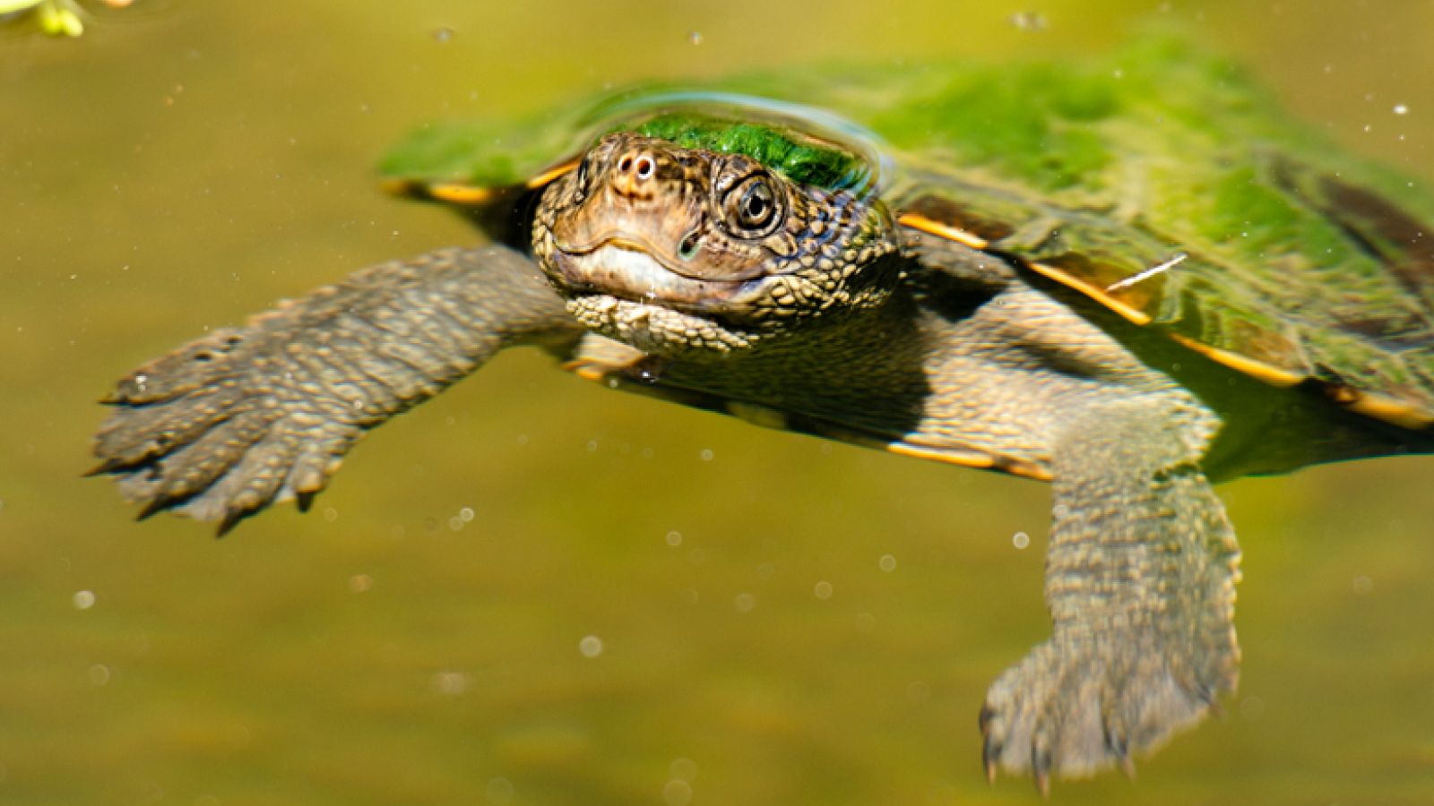 Mary River turtle: The green-haired oddball that can breathe through ...