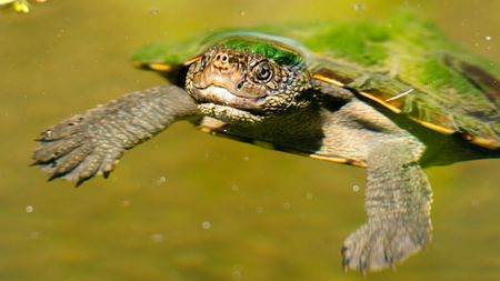 Mary River Turtle swimming in the pond during the day.