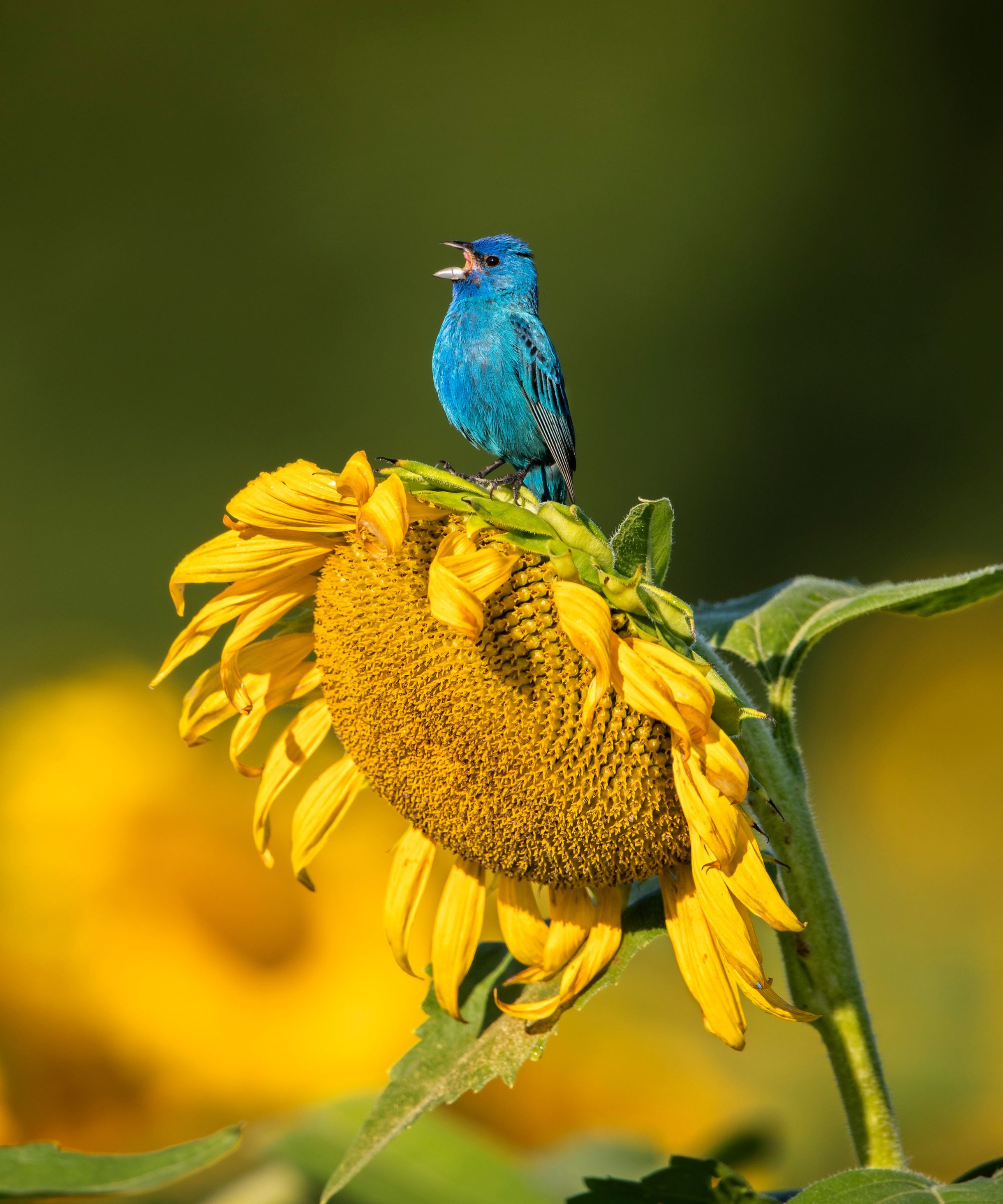 Blue bird perched on a sunflower