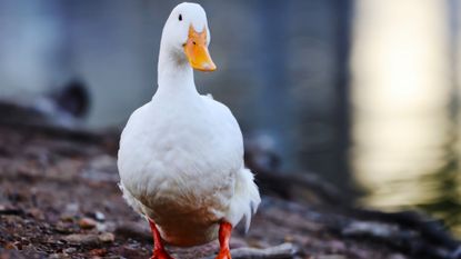 A white duck with an orange beak is shown perching on a rock.