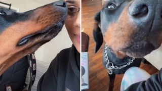 KornBread the Doberman demands kisses