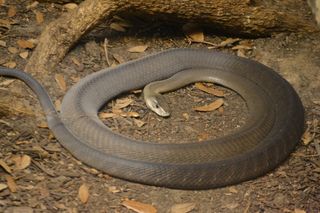 a black mamba coiled up on the ground surrounded by leaves with a tree trunk behind