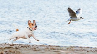 Little dog chases gull on the beach by the sea