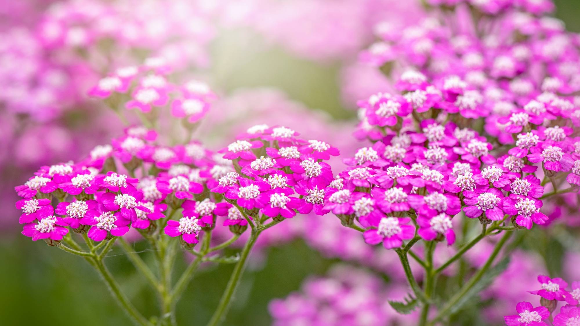 Bright pink yarrow blooms
