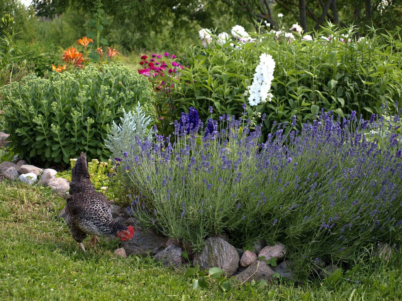 Hen Roaming Around Flowers In Garden