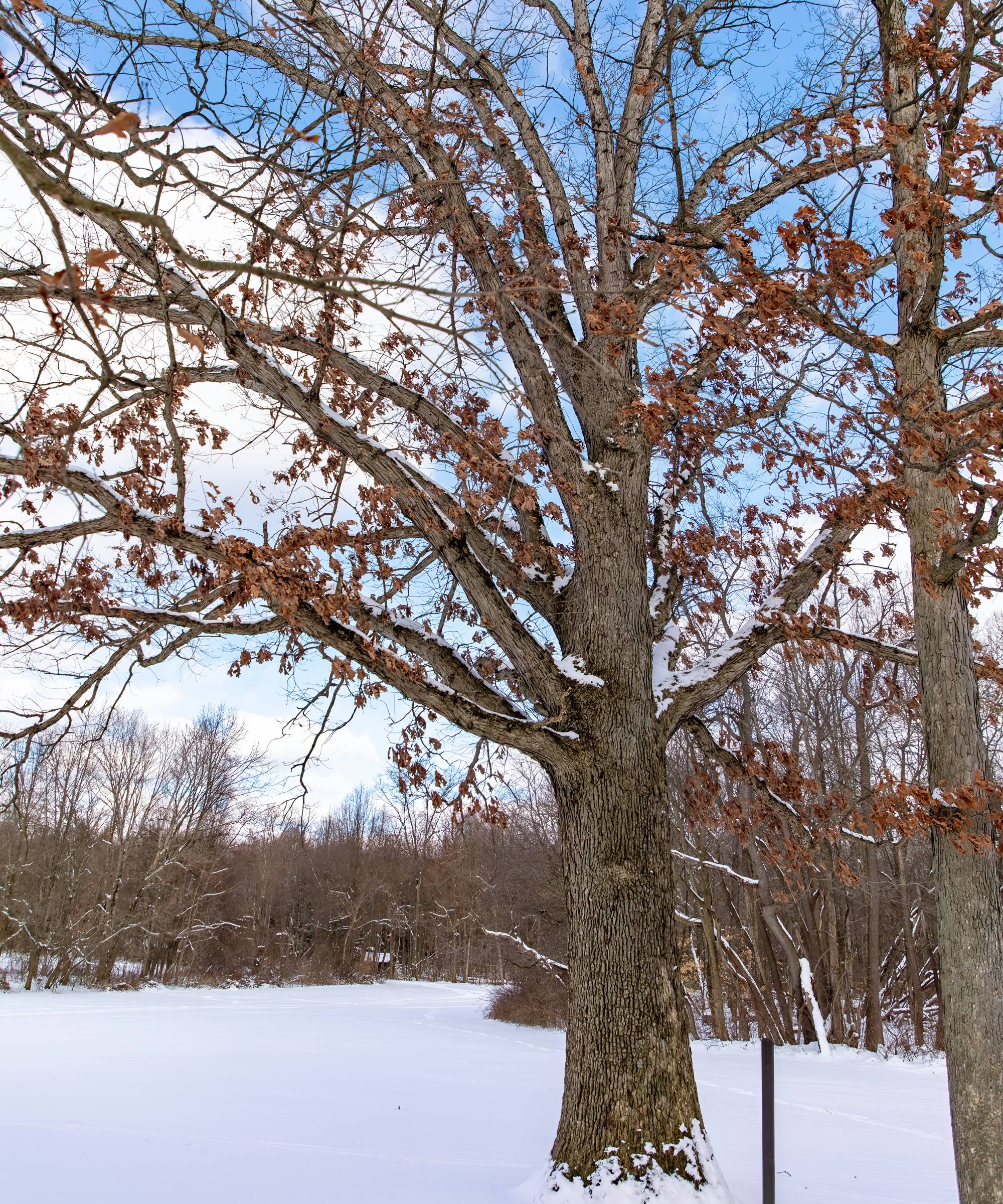 Oak tree in winter
