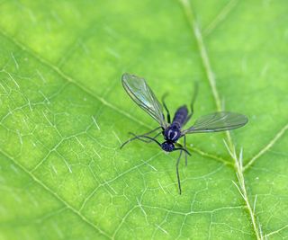 Fungus gnat on a green leaf