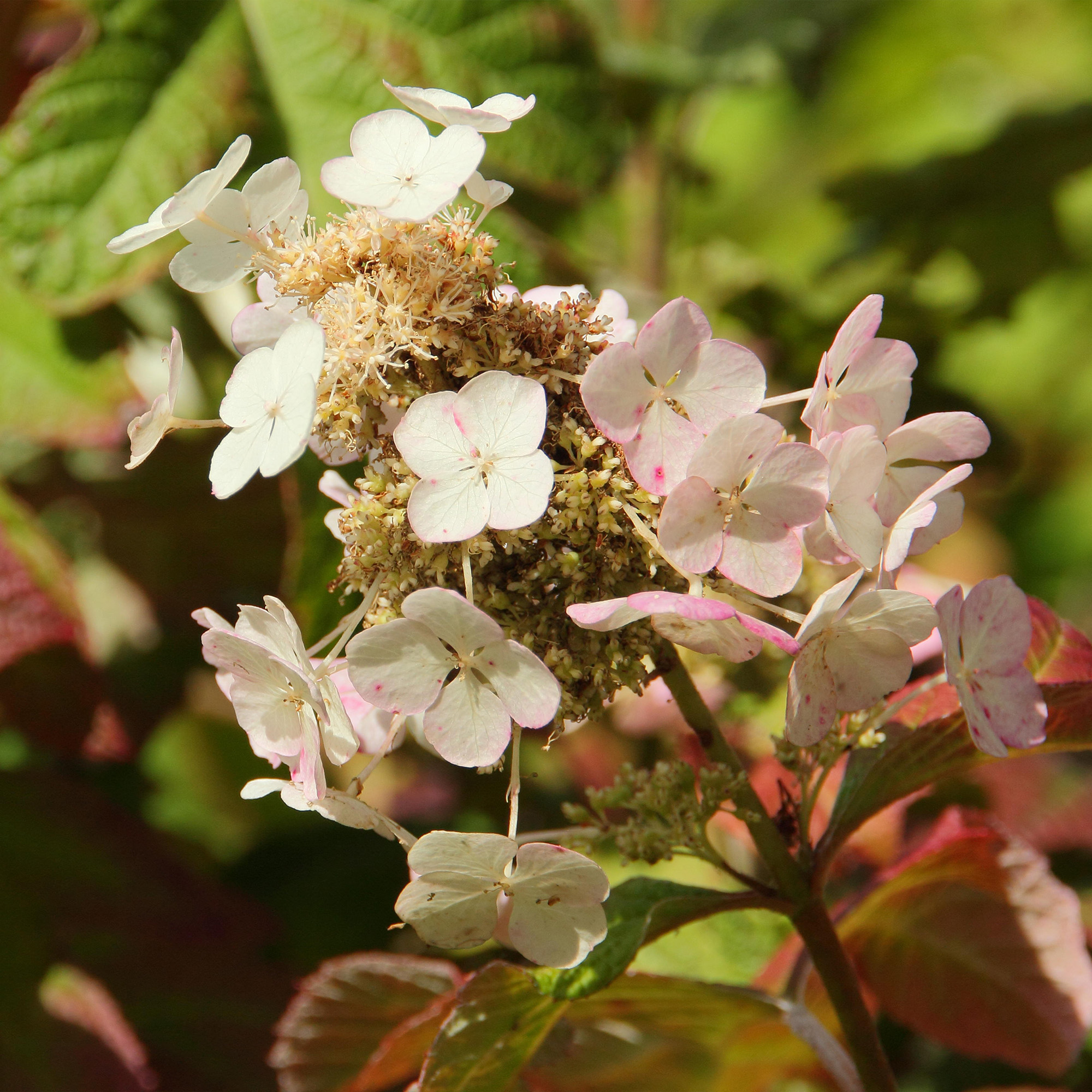 Oak-leaved hydrangea (hydrangea quercifolia) &#039;Snow Queen&#039; displaying conical flower panicles and maturing deep red foliage in an English garden