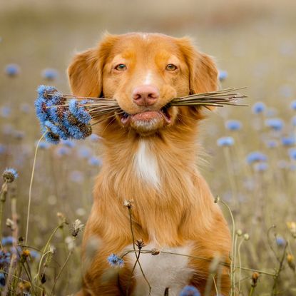 A dog holds a bouquet of blue flowers in its mouth