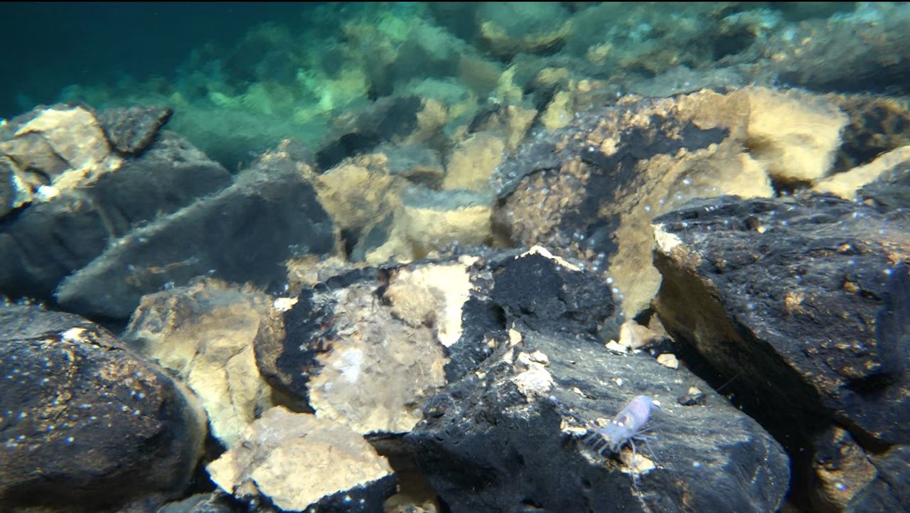 A photograph of a shrimp on rocks in the Kunlun hydrothermal system.