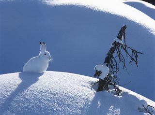 The Arctic hare's fur turns white in winter.