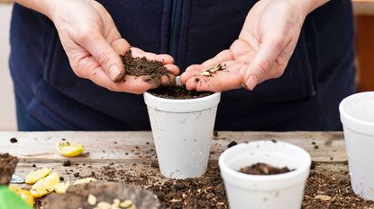 Planting lemon seeds into old polystyrene cups