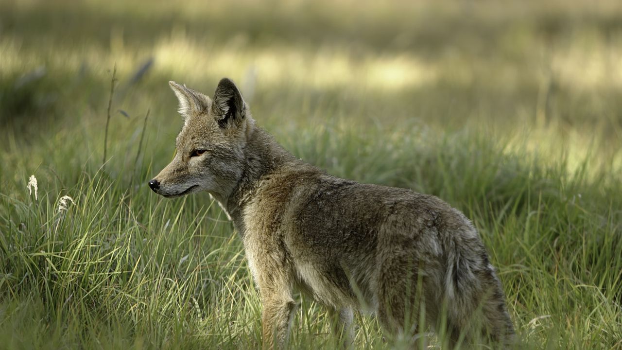 Coyote in long grass