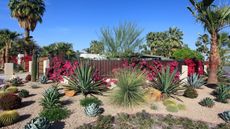 Learning how to xeriscape is useful. Here is a xeriscaped backyard with a fence with pink flowers on, a light brown gravel ground with multiple green succulents planted in it, with tall trees towering above