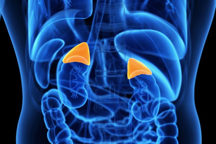 Adrenal Glands: Facts, Function & Disease | Live Science