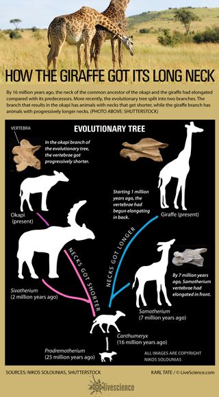 Chart of evolution of the giraffe.