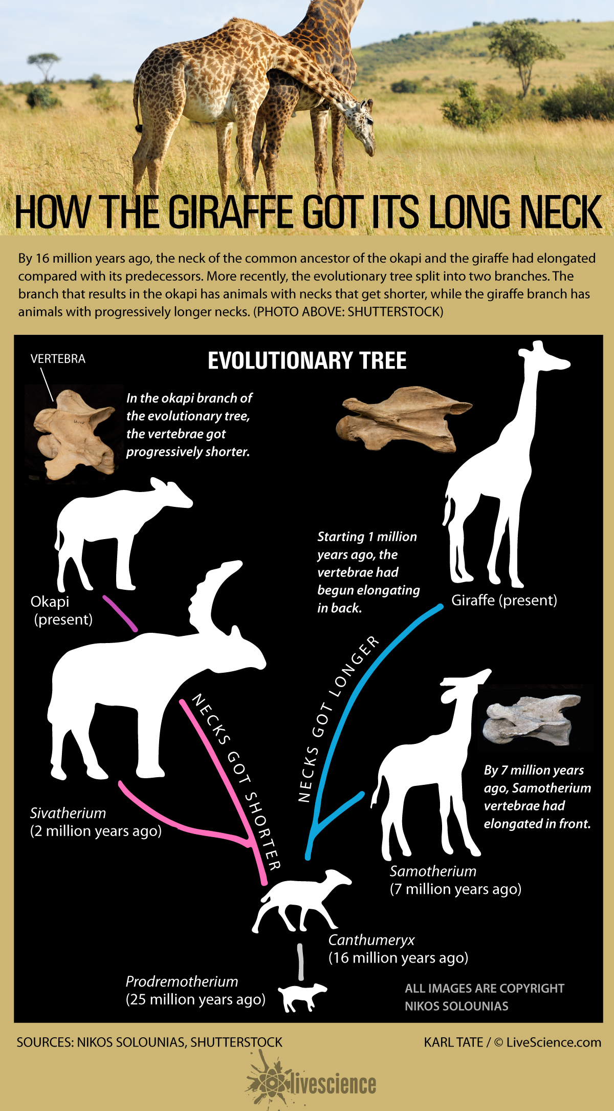 Here's How the Giraffe Got Its Long Neck (Infographic) | Live Science