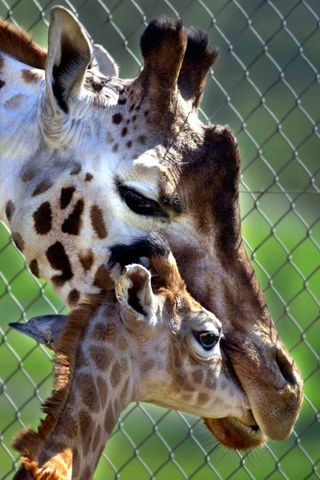 Cute Mother and Baby Animal Pics