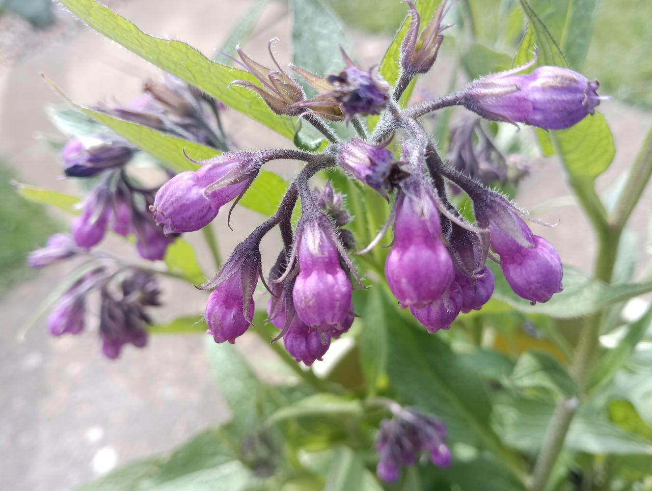 Images taken with Blackview BV9300