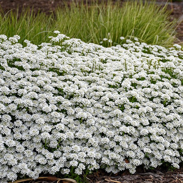 Alexander's White Candytuft - #1 Container