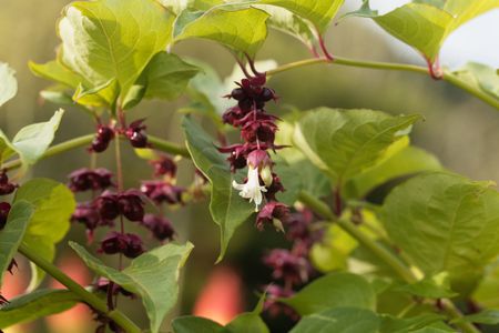 Himalayan Honeysuckle Plant