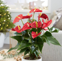 Anthurium 'Red Champion' | £27.99 now £20.99 at Crocus (save £7)