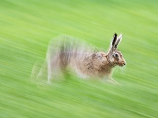 Panning image of a hare running through a green field