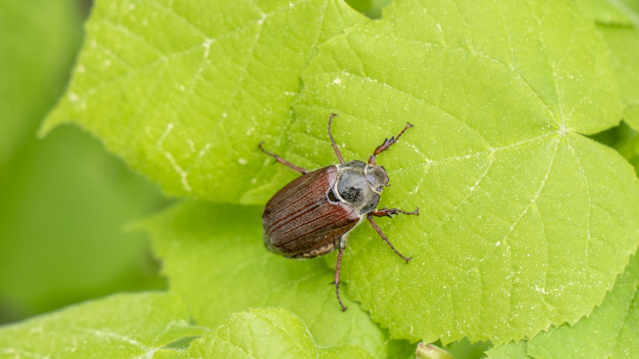 Brown June bug on a green leaf