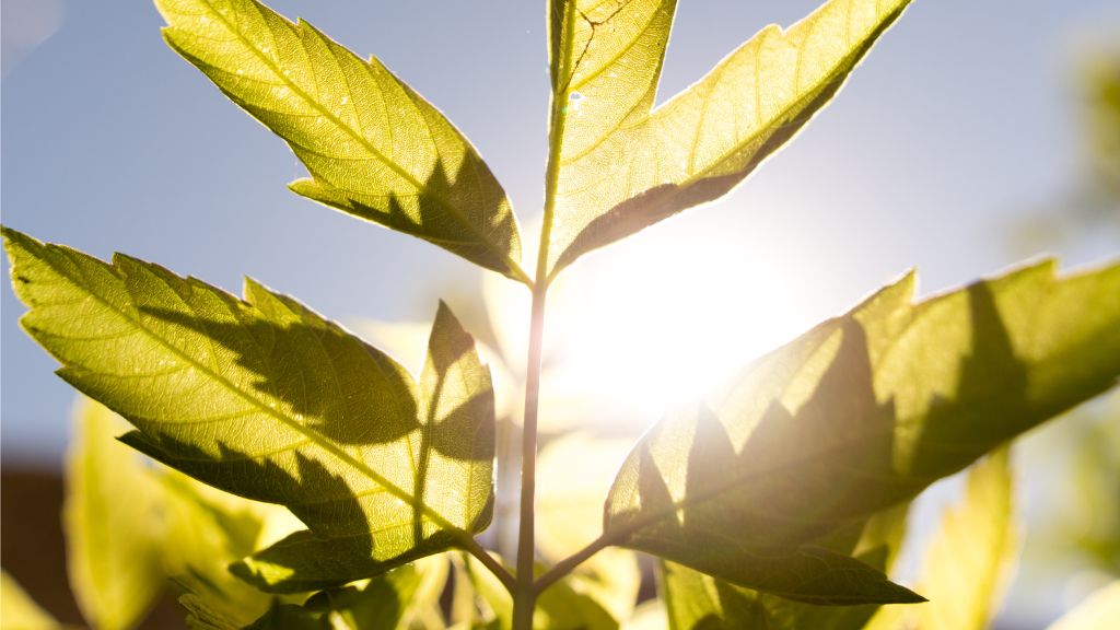 bright sun on a leaf