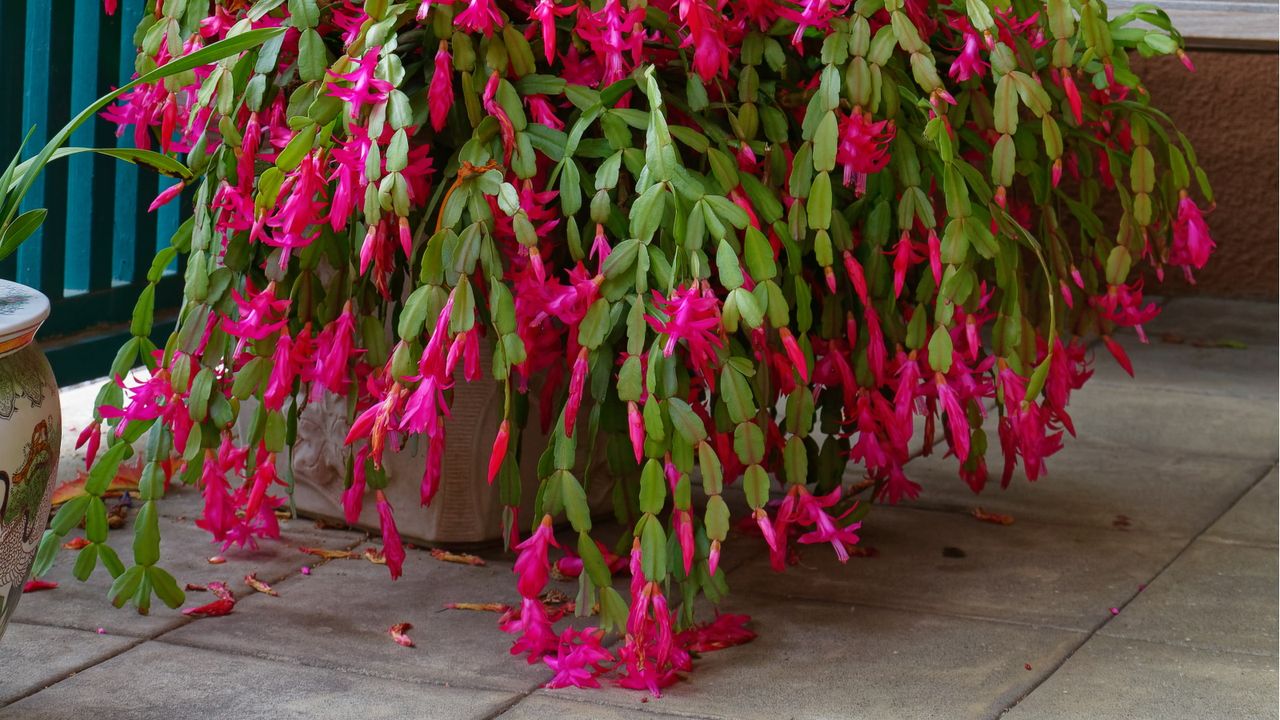 Christmas cactus mistakes