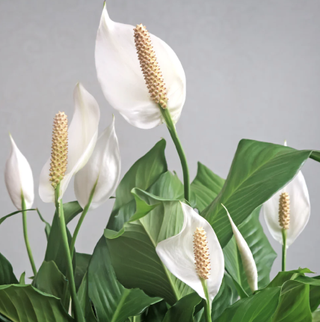 white peace lily plant