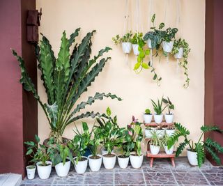 Move some houseplants into the yard in summer