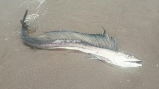 A lancetfish lying on the sand on a beach in Oregon