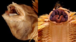 head of a deep sea creature with sharp jaws and a frilly mouth and body