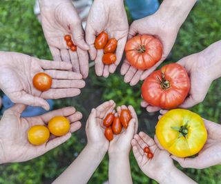 Hands holding various tomato types of differing sizes